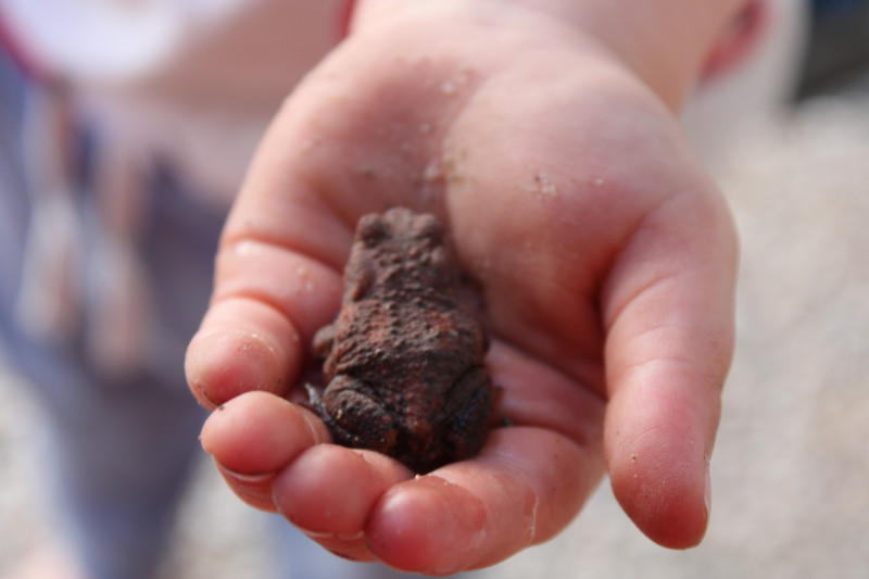 Kröte Entdeckt in der Natur =)