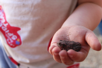 Kröte gefunden in unserem Garten